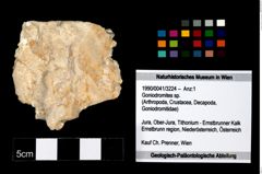 Foto (Objekt + Etikett) von Goniodromites sp.  (NHMW-GEO-1990-0041-3224)